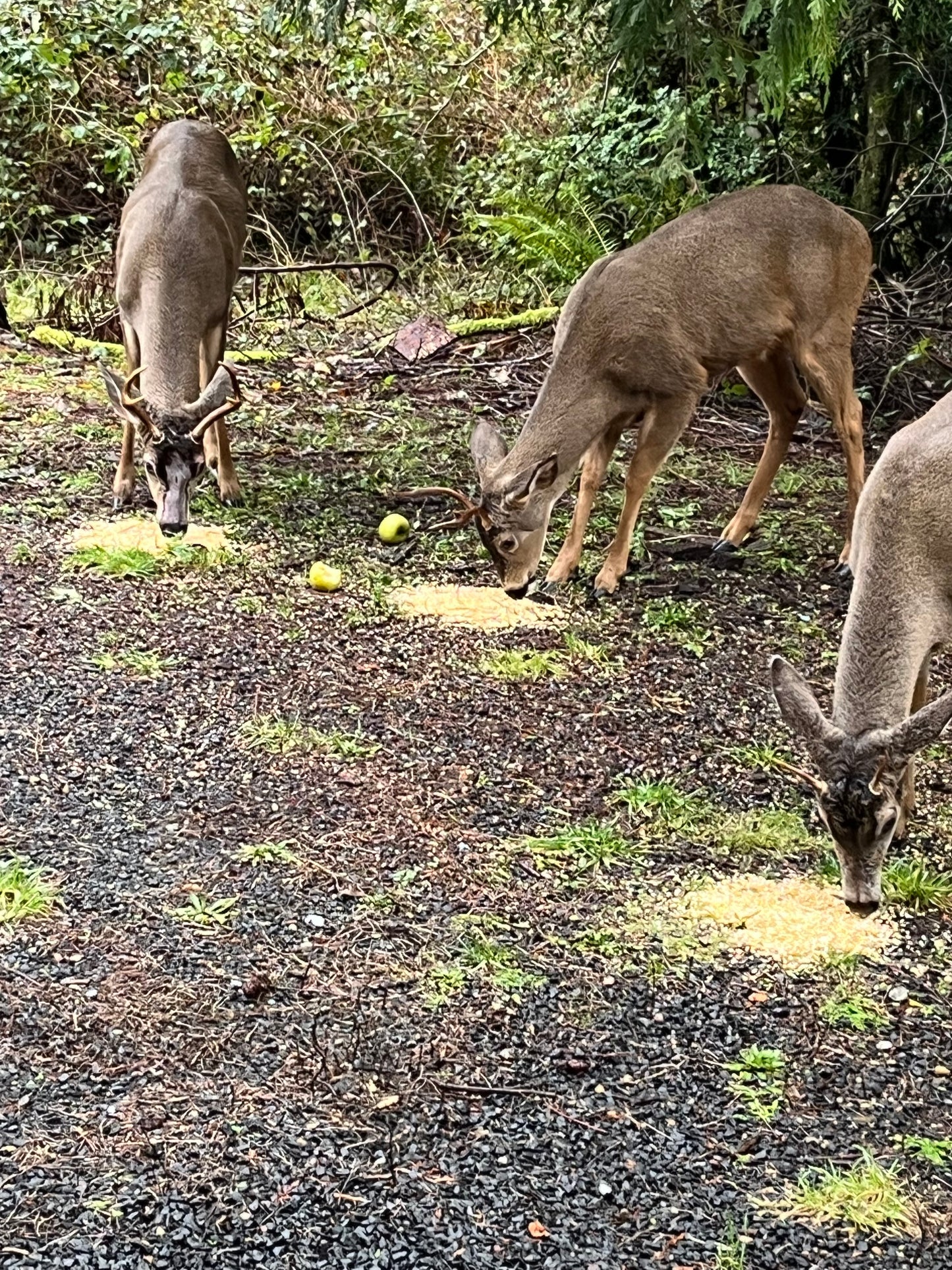 Blacktail Solution - Blacktail Deer Attractant & Supplemental Feed