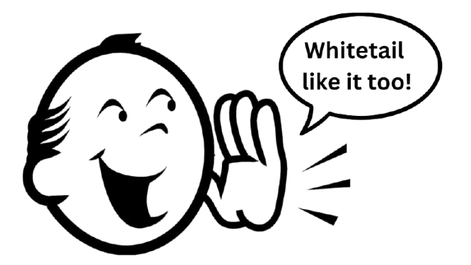 Whitetail